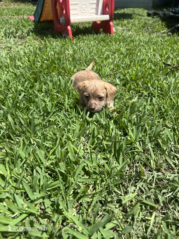 Tiki – Parson Russell Terrier, Shih Tzu puppy for sale in Orlando, FL