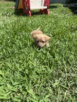 Tiki, a male Parson Russell Terrier and Shih Tzu for sale in Orlando, FL – 1 of 3