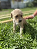 Moca, a male Jack Russell Terrier and Chihuahua for sale in Orlando, FL – 3 of 4
