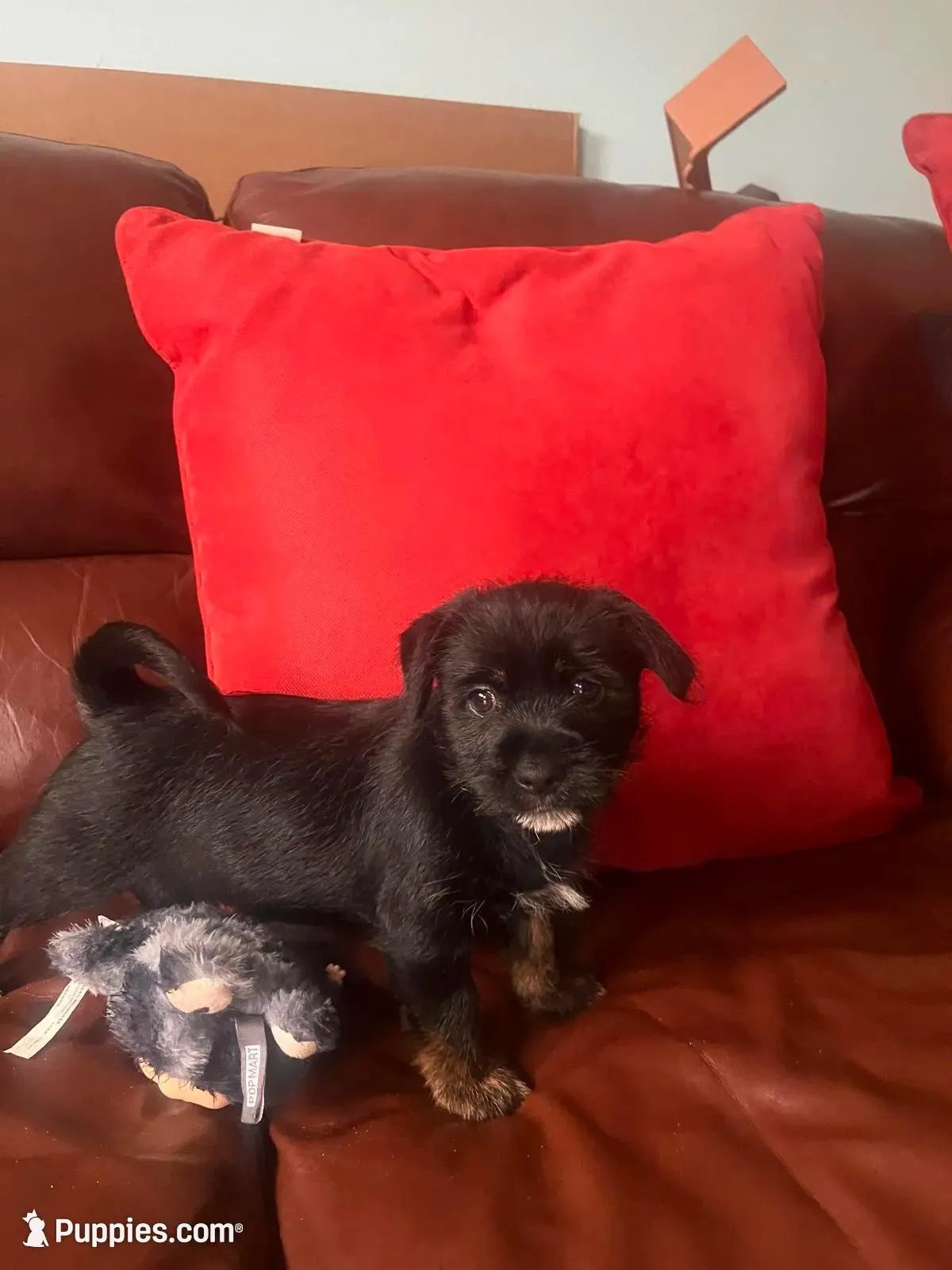 Mini, a female Jack Russell Terrier and Shih Tzu for sale in Orlando, FL – Photo 3 of 3