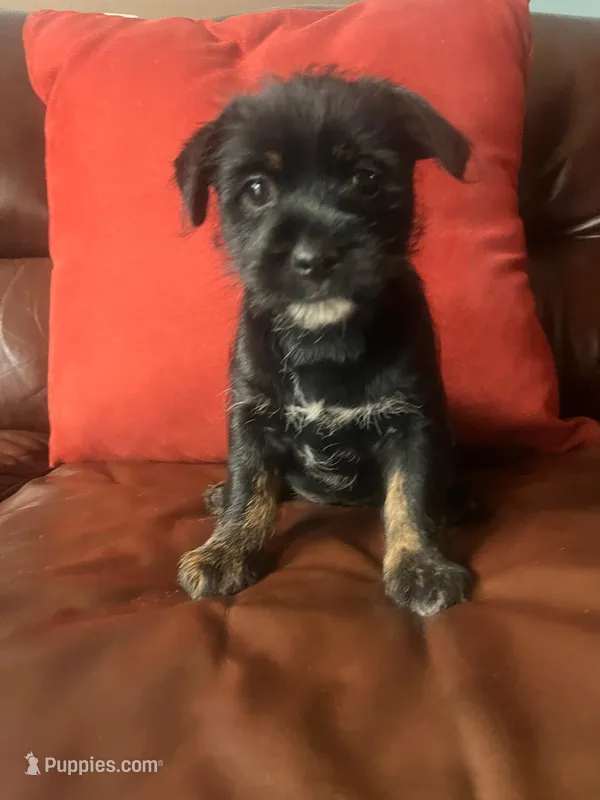 Mini – Jack Russell Terrier, Shih Tzu puppy for sale in Orlando, FL