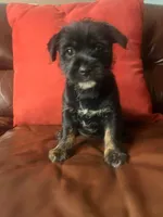Mini, a female Jack Russell Terrier and Shih Tzu for sale in Orlando, FL – Photo 1 of 3