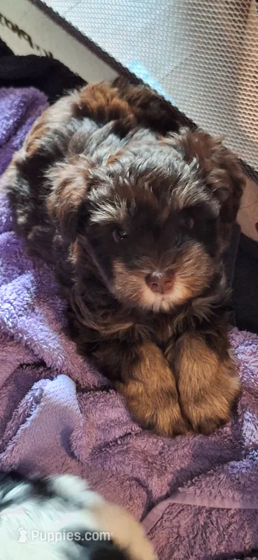 Yogi  – Miniature Schnauzer puppy for sale in Middlesex, NC