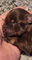 Macho, a male Miniature Schnauzer for sale in Middlesex, NC – 5 of 5