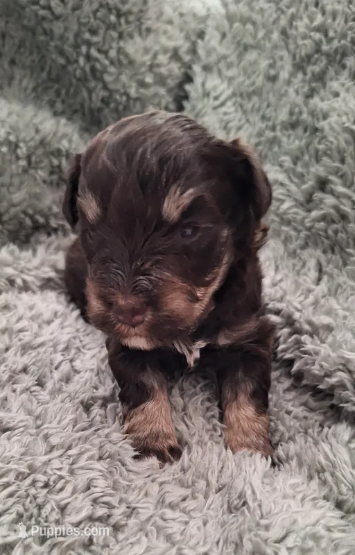 Macho – Miniature Schnauzer puppy for sale in Middlesex, NC