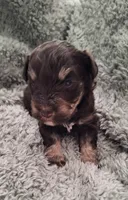 Macho, a male Miniature Schnauzer for sale in Middlesex, NC – 1 of 5