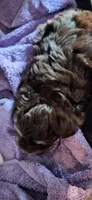 Yogi , a male Miniature Schnauzer for sale in Middlesex, NC – 3 of 8