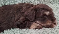 Yogi , a male Miniature Schnauzer for sale in Middlesex, NC – 5 of 8