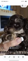 Yogi , a male Miniature Schnauzer for sale in Middlesex, NC – 2 of 8