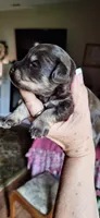 Macho, a male Miniature Schnauzer for sale in Middlesex, NC – 3 of 5