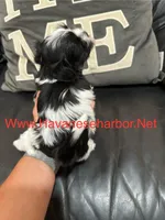 Bailey, a female Havanese for sale in Murfreesboro, TN – Photo 2 of 2