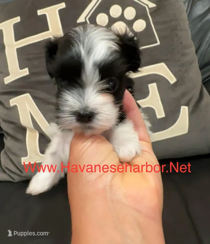 Bailey, a female Havanese for sale in Murfreesboro, TN – Photo 1 of 2