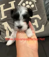 Bailey, a female Havanese for sale in Murfreesboro, TN – Photo 1 of 2
