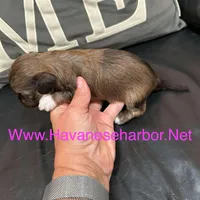 mocha, a female Havanese for sale in Murfreesboro, TN – Photo 2 of 3