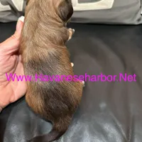 mocha, a female Havanese for sale in Murfreesboro, TN – Photo 3 of 3