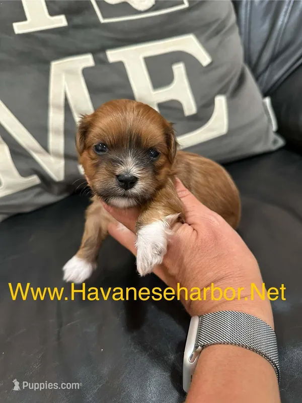 Mandy, a female Havanese for sale in Murfreesboro, TN – Photo 1 of 3