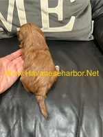 Mandy, a female Havanese for sale in Murfreesboro, TN – Photo 3 of 3