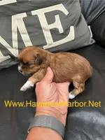 Mandy, a female Havanese for sale in Murfreesboro, TN – Photo 2 of 3