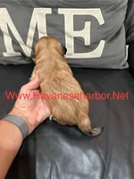 maize, a female Havanese for sale in Murfreesboro, TN – Photo 3 of 3