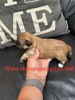 maize, a female Havanese for sale in Murfreesboro, TN – Photo 2 of 3