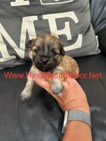 maize, a female Havanese for sale in Murfreesboro, TN – Photo 1 of 3