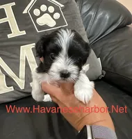 Bonnie, a female Havanese for sale in Murfreesboro, TN – Photo 1 of 2