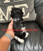 Bonnie, a female Havanese for sale in Murfreesboro, TN – Photo 2 of 2