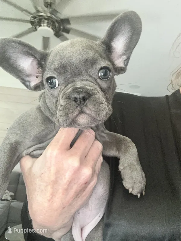 6 frenchies  – French Bulldog puppy for sale in Orange Beach, AL