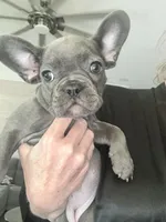 6 frenchies , a male French Bulldog for sale in Orange Beach, AL – Photo 1 of 4