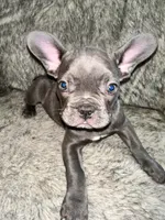 6 frenchies , a male French Bulldog for sale in Orange Beach, AL – Photo 3 of 4