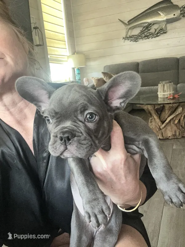 Duke – French Bulldog puppy for sale in Orange Beach, AL