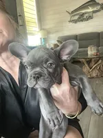 Duke, a male French Bulldog for sale in Orange Beach, AL – Photo 1 of 2