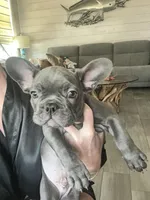 Duke, a male French Bulldog for sale in Orange Beach, AL – Photo 2 of 2