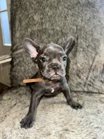 Winston, a male French Bulldog for sale in Orange Beach, AL – Photo 2 of 2