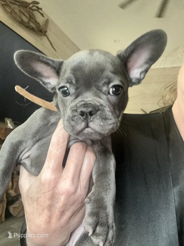 Winston – French Bulldog puppy for sale in Orange Beach, AL