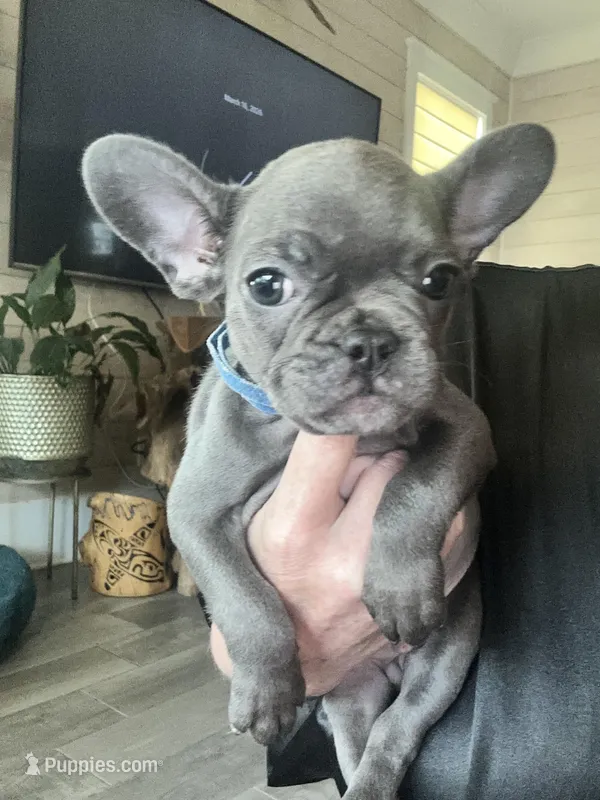 Felix – French Bulldog puppy for sale in Orange Beach, AL