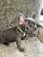 Shrek, a male French Bulldog for sale in Orange Beach, AL – Photo 2 of 2