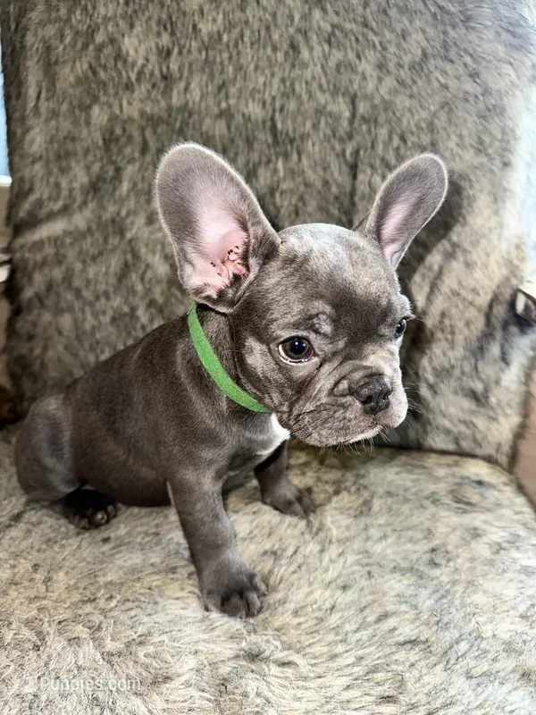 Shrek – French Bulldog puppy for sale in Orange Beach, AL