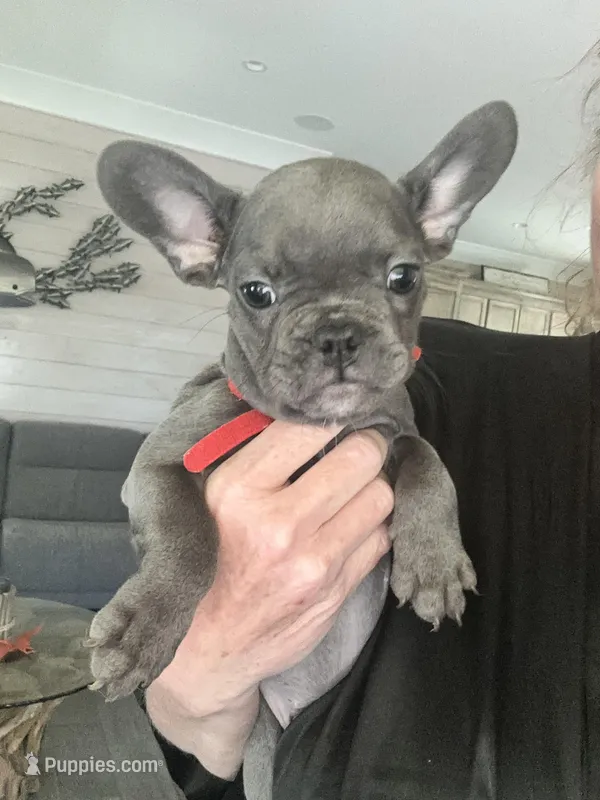Louie – French Bulldog puppy for sale in Orange Beach, AL