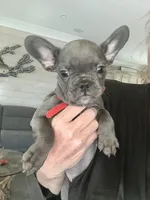 Louie, a male French Bulldog for sale in Orange Beach, AL – Photo 1 of 2