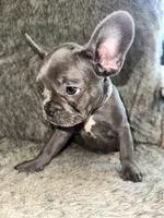Winnie, a female French Bulldog for sale in Orange Beach, AL – Photo 2 of 3