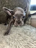 Winnie, a female French Bulldog for sale in Orange Beach, AL – Photo 3 of 3