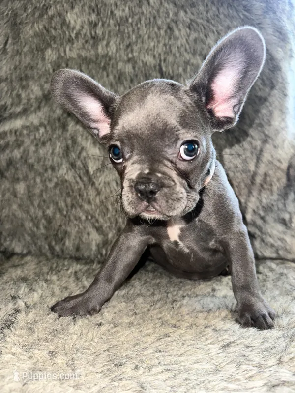 Winnie – French Bulldog puppy for sale in Orange Beach, AL