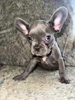 Winnie, a female French Bulldog for sale in Orange Beach, AL – Photo 1 of 3
