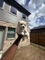 Brittany, a female Pomeranian for sale in Houston, TX – 4 of 6
