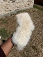 Brittany, a female Pomeranian for sale in Houston, TX – 2 of 6