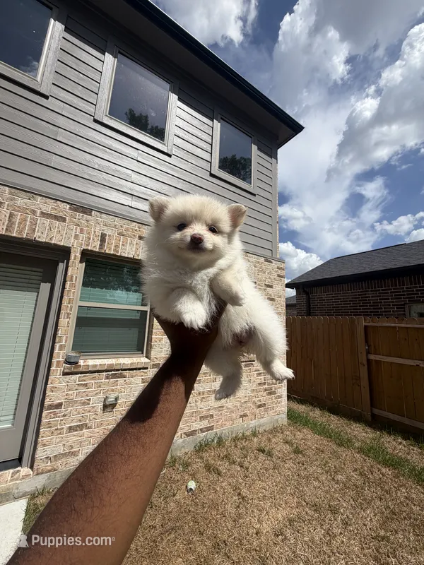 Brittany – Pomeranian puppy for sale in Houston, TX