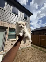 Brittany, a female Pomeranian for sale in Houston, TX – 1 of 6