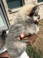 Chase, a male Pomeranian for sale in Houston, TX – 4 of 7