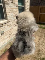 Chase, a male Pomeranian for sale in Houston, TX – 5 of 7